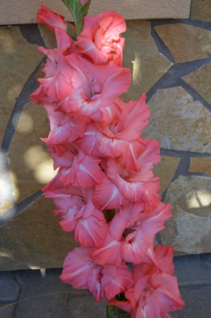 545 Patricia Ann M , Longhenry07